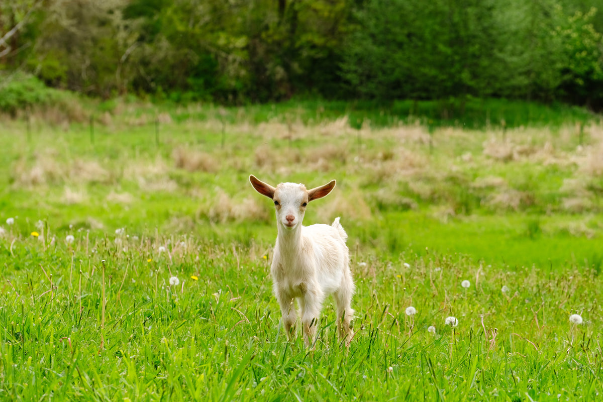 6 Reasons You Need to Start Buying Your Soaps from Goats