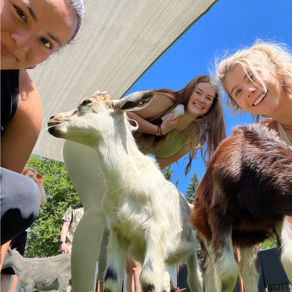 Goats and guests at Stone City Farm in Tenino