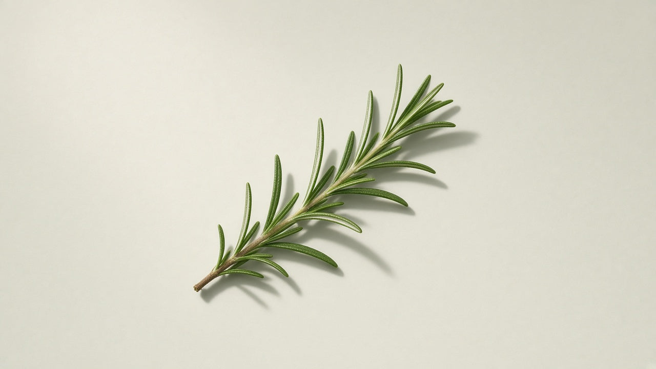 Sprig of fresh rosemary on a pale sage background