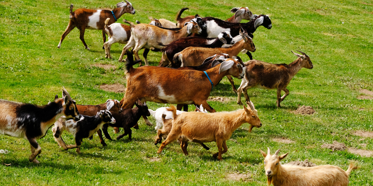 Stone City Farm goats on pasture in Tenino, Washington